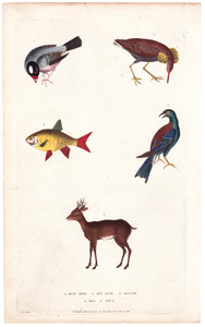 1. Rice Bird  2. Roe Buck  3. Roller  4. Rud  5. Ruff 